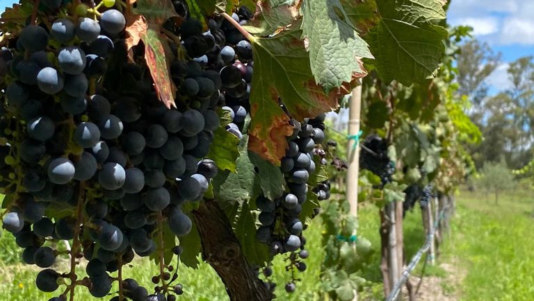 Guanajuato, referente en vino y hospitalidad