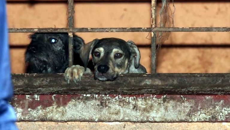 Alcaldesa exige justicia por muerte de perritos