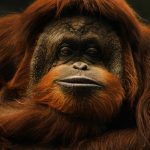 Orangután Katy (5)