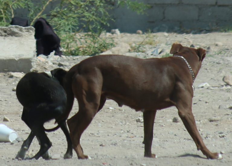 Seis perritos mueren por croquetas envenenadas donadas al Albergue Canino Goyito A.C.