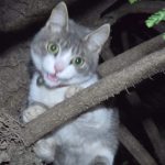 gatuuuuu – copia