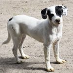 BAZAR (MASCOTAS) (1)-