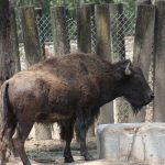 ZOOLÓGICO CLAUSURA (15)-