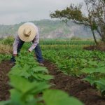 20 01 2026 BOLE AGRICULTURA IECA