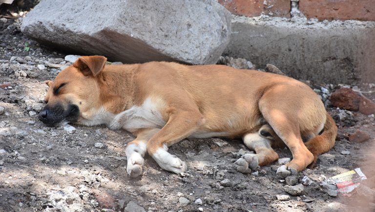 PETA interviene en caso el de maltrato en San Miguel