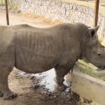 PASSINI ZOOLOGICO (6)