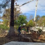 PURISIMA ARBOLES