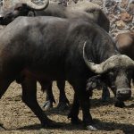 ALCALDEZA ZOO (5)