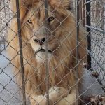 ANIMALES (4)