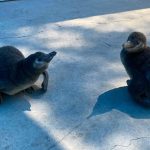 29 03 2026 LAR LOCAL ZOOLOGICO ALE (2)