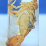 SUERO ANTIALACRÁN (6)