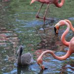 ZOOLÓGICO (1)