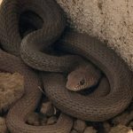 28 04 2026 OCM POLICIACO SERPIENTE