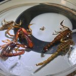 ALACRANES (1)