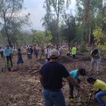ARBOLES CHAPALITA (4)