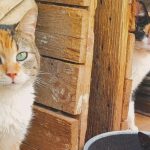 GATICOS (1)