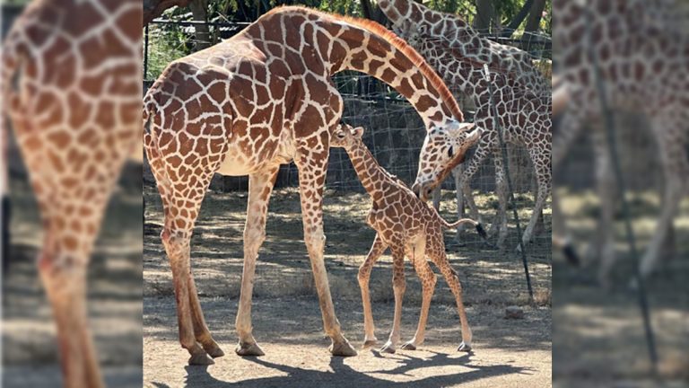 Nace jirafa en el Zoológico Nace jirafa en el Zoológico