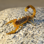 ALACRANES (2)