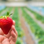 Fresh strawberry handpicked