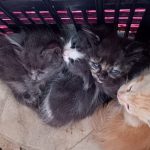 GATICOS