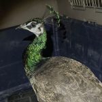 RESCATE ANIMAL (5)