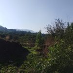 IBARRILLA (1)