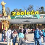 LOBO ZOOLOGICO