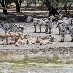 ZOOLOGICO BARRENADOR (14)