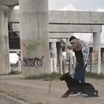 DENUNCIAS PERRITO (2)