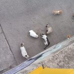 GATICOS RIO (5)