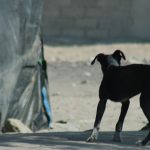 PERROS CCBA (1)