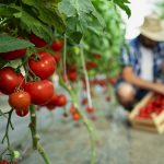 Organic food farm.