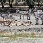 ZOOLOGICO (9)
