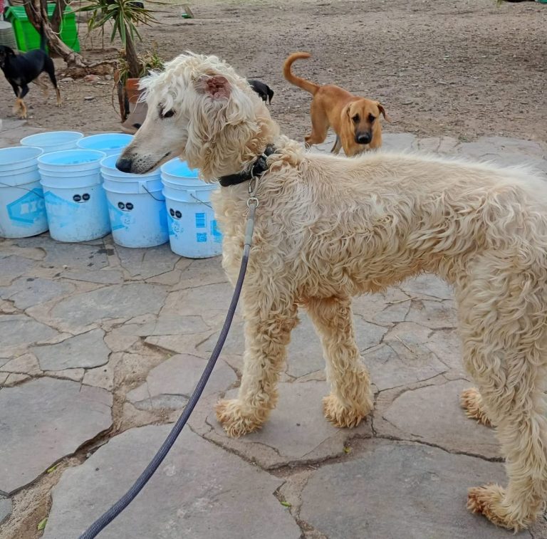 Marcos Aguilera enfrenta denuncia por rescatar a perro