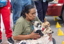 Esterilizan gratis a 250 mascotas