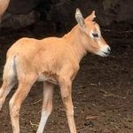 ZOOLÓGICO NACIMIENTOS (4)