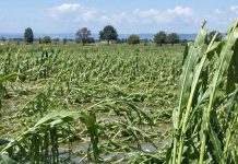 Afectan lluvias a 9 mil hectáreas de cultivo