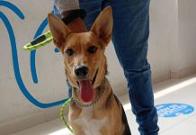 Exigen justicia para Orejas, perrita víctima de maltrato en León