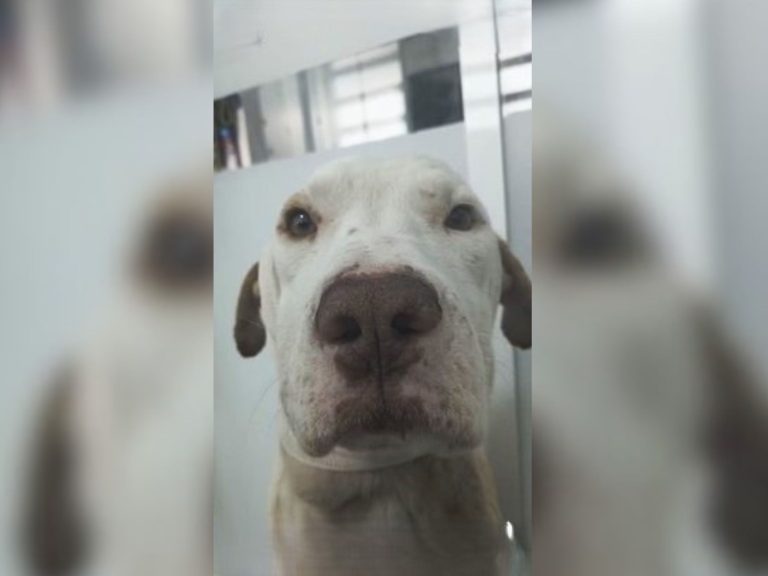 Albergue cura de gusano barrenador a perro rescatado