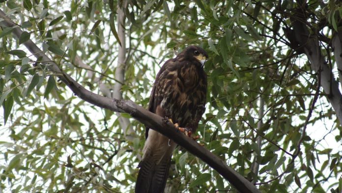 AGUILA MANZANARES (1)